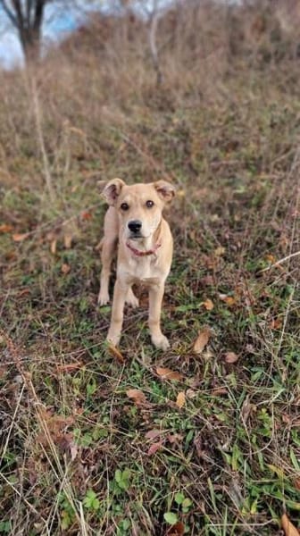 Mogli sucht sein Abenteuer