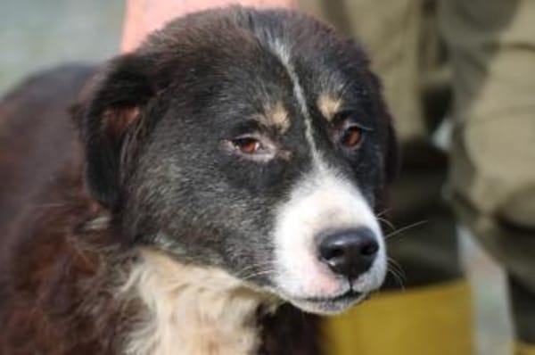 Tayto - zutraulich u. unkompliziert