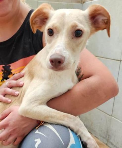 Spicey wer zeigt ihr die große Welt?