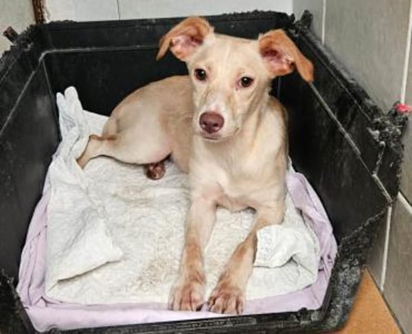 Spicey wer zeigt ihr die große Welt?