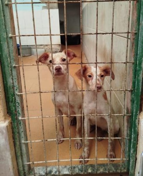 Spicey wer zeigt ihr die große Welt?