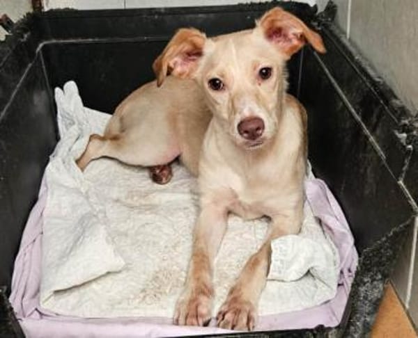 Spicey wer zeigt ihr die große Welt?