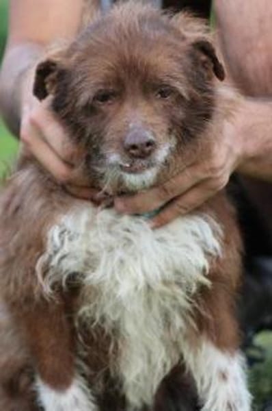 Inky - verschmuste, kleine Hündin