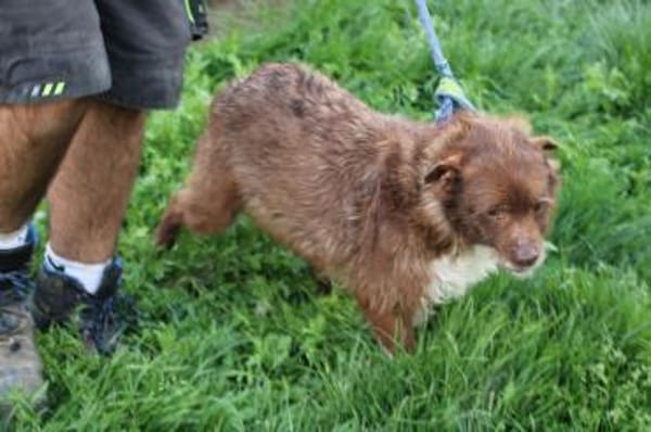 Inky - verschmuste, kleine Hündin