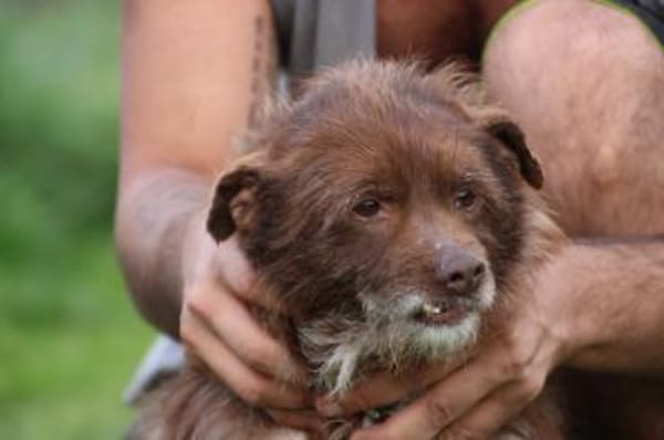 Inky - verschmuste, kleine Hündin