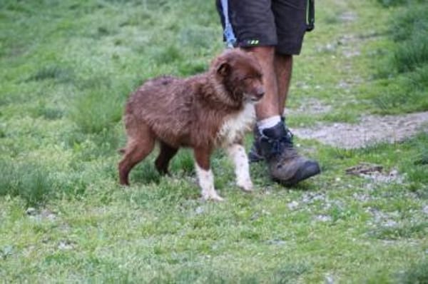 Inky - verschmuste, kleine Hündin