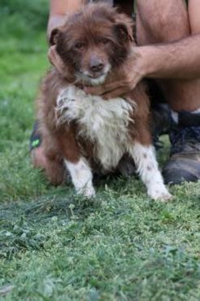 Inky - verschmuste, kleine Hündin