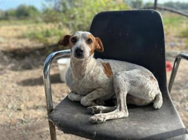 Tutú - souverän und lernwillig