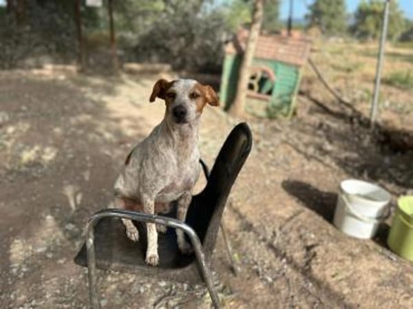 Tutú - souverän und lernwillig