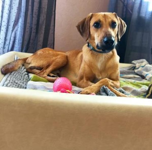 Luigi - aufgeweckt und freundlich