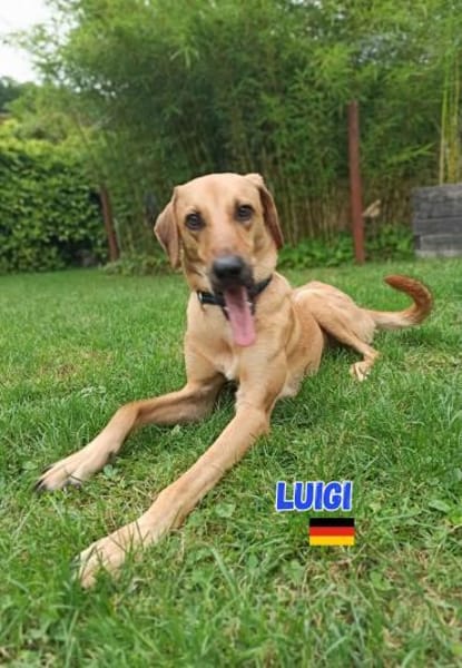 Luigi - aufgeweckt und freundlich