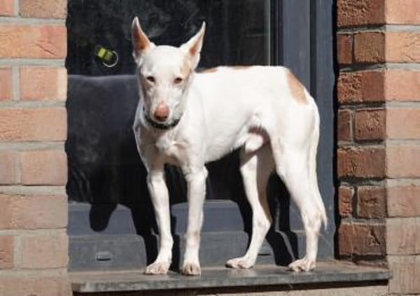 Kross1 sucht ein Zuhause