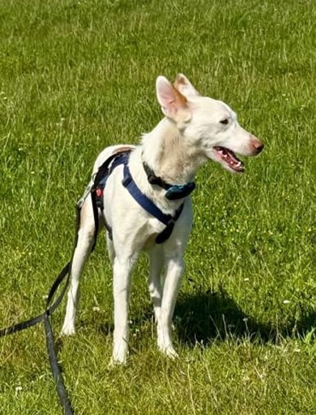 Kross1 sucht ein Zuhause