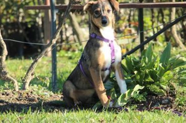 Bandina unser Herzenshund...