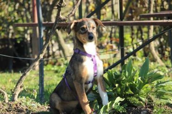 Bandina unser Herzenshund...