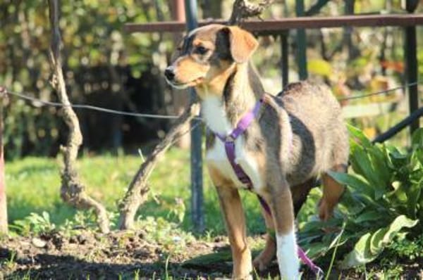 Bandina unser Herzenshund...