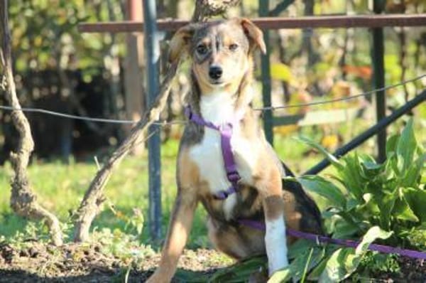 Bandina unser Herzenshund...