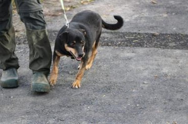 Tim - zutraulicher, kleiner Rüde