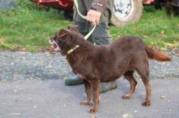 Brownie - sehr verschmust u. kinderlieb