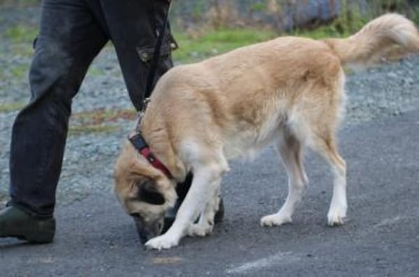 Mana - sehr verschmust u. lieb