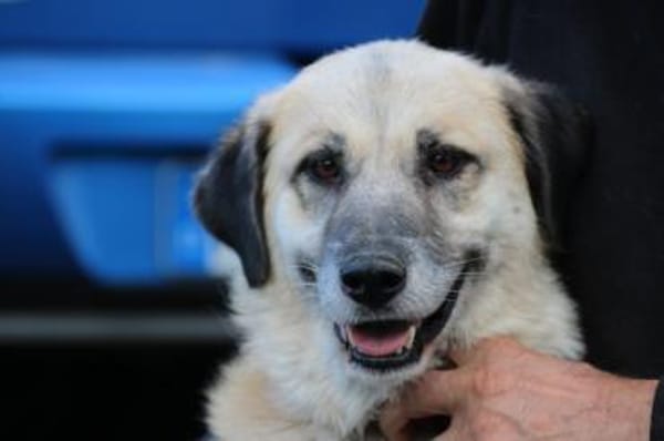 Mana - sehr verschmust u. lieb