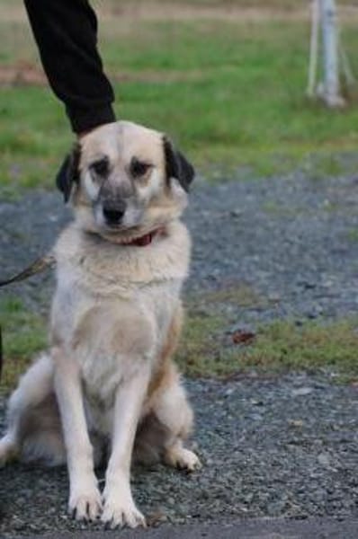 Mana - sehr verschmust u. lieb