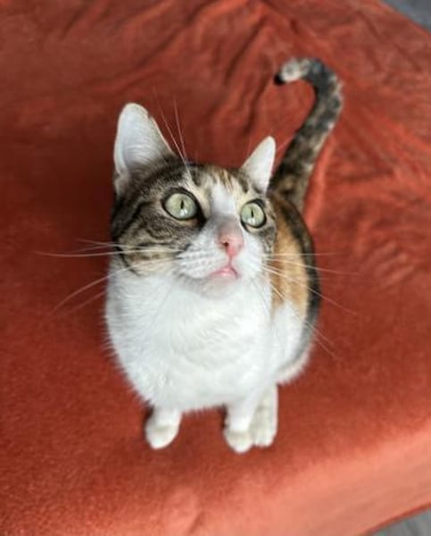 Verschmuste Lily ❤