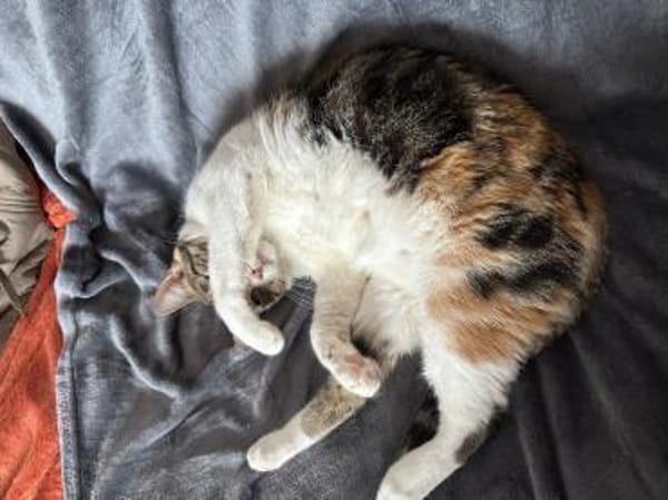 Verschmuste Lily ❤