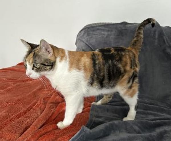 Verschmuste Lily ❤