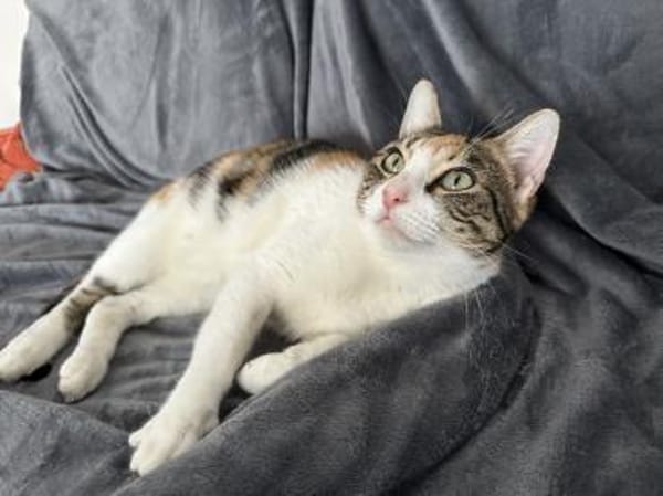 Verschmuste Lily ❤