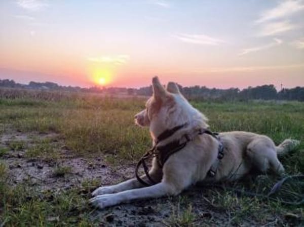 Sensibler Begleiter = HERMES 🆘 NOTFALL