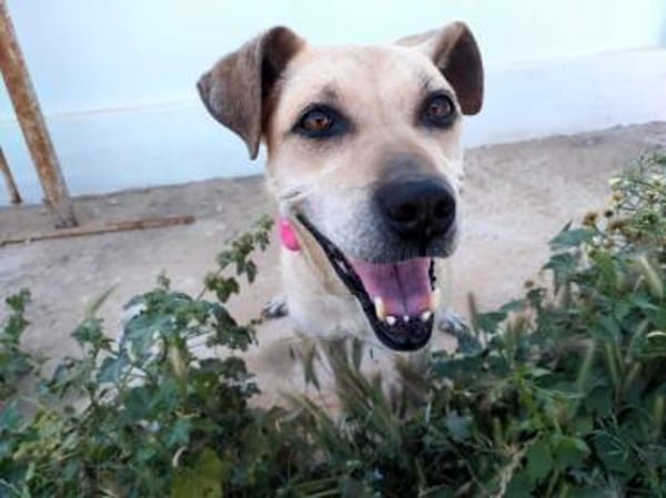 Arleta, verschmuste Hündin, 7J 76532