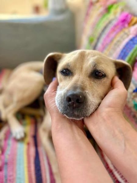 Arleta, verschmuste Hündin, 7J 76532