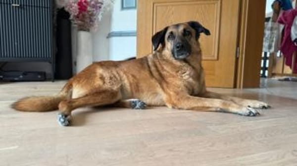 Miss Lucy, treuherzige Seniorin,8J 93047