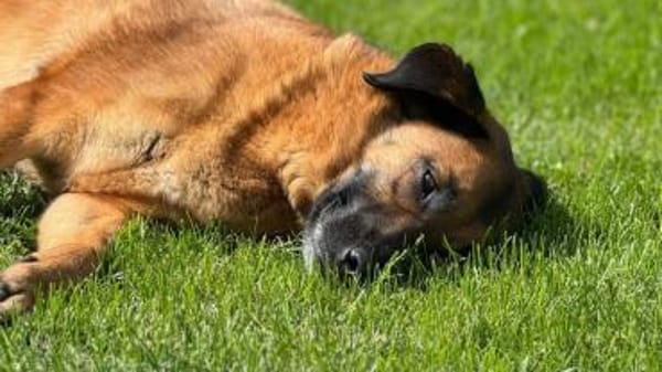 Miss Lucy, treuherzige Seniorin,8J 93047