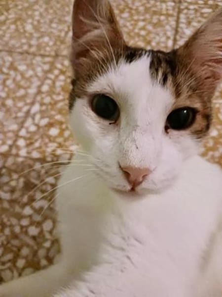 Lunos, verschmuster Entdecker, ca. 3 J