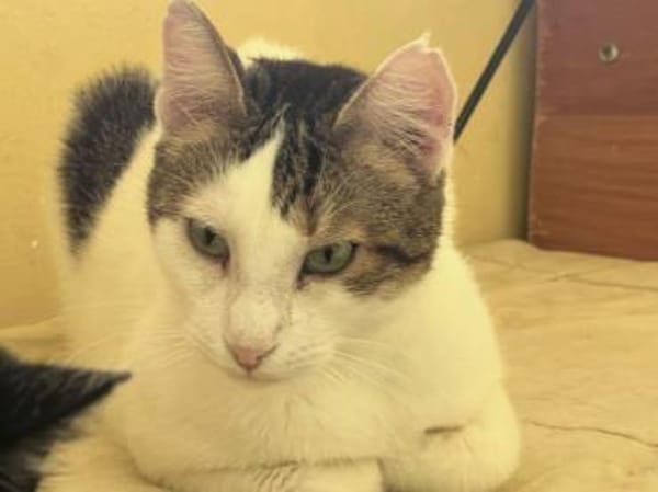 Lunos, verschmuster Entdecker, ca. 3 J