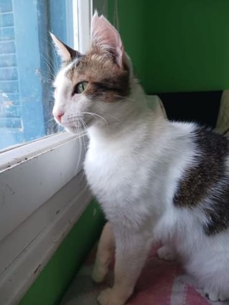 Lunos, verschmuster Entdecker, ca. 3 J