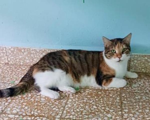 Lucky, ausgeglichene Katzenlady, ca. 5 J