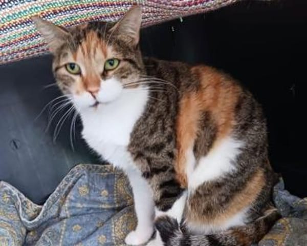 Lucky, ausgeglichene Katzenlady, ca. 5 J