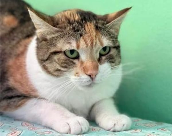 Lucky, ausgeglichene Katzenlady, ca. 5 J