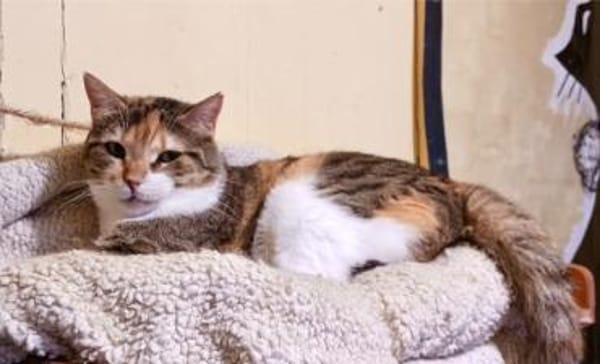 Lucky, ausgeglichene Katzenlady, ca. 5 J