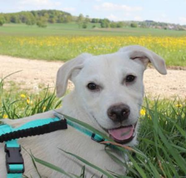 Steven auf Pflegestelle in Bayern