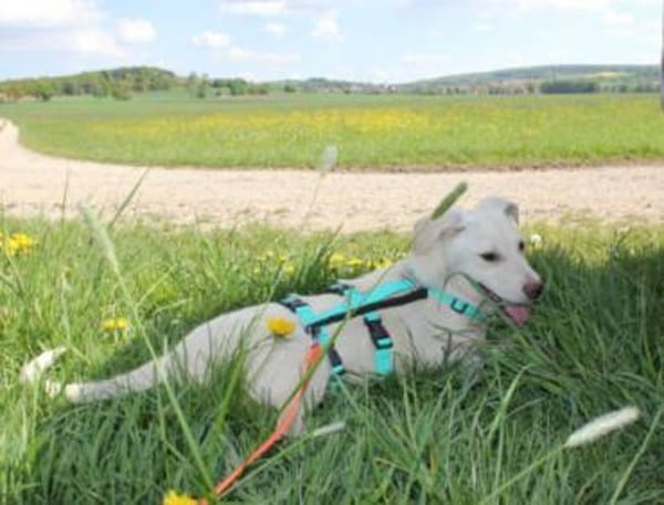 Steven auf Pflegestelle in Bayern
