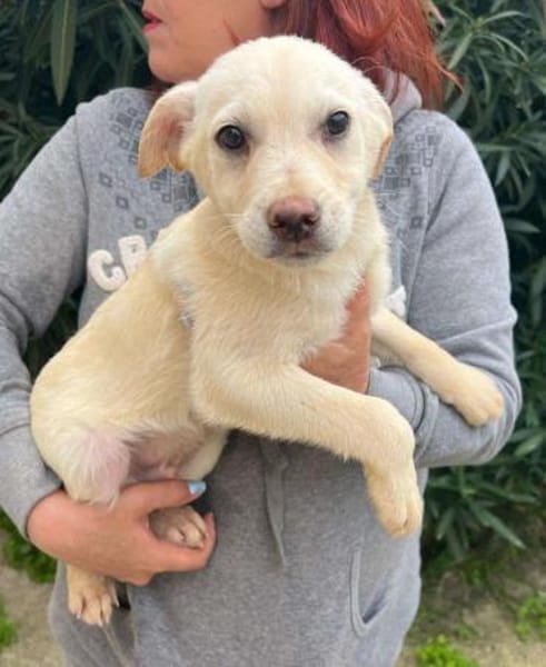 Steven auf Pflegestelle in Bayern