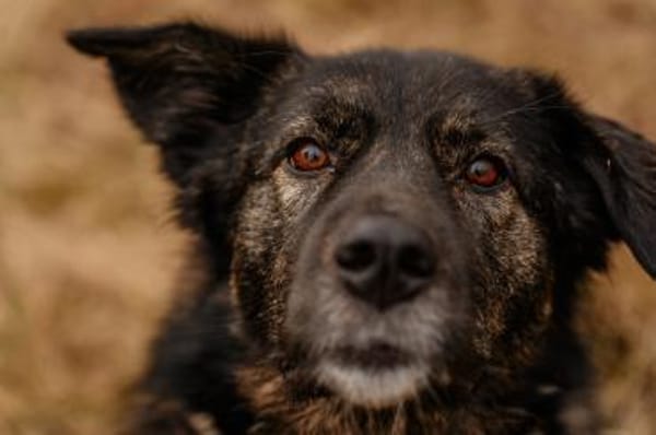 Ira - lieb und ruhig