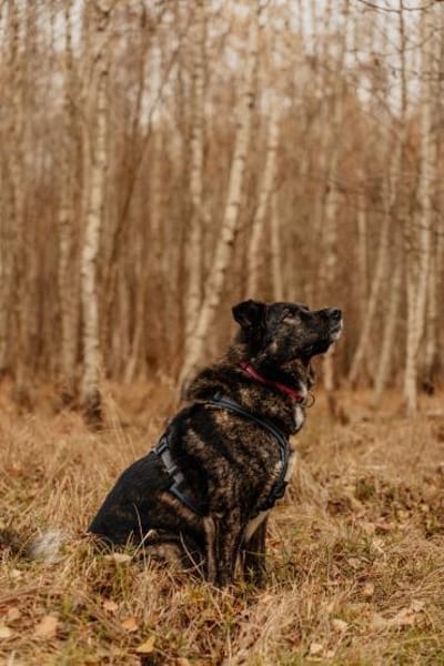 Ira - lieb und ruhig