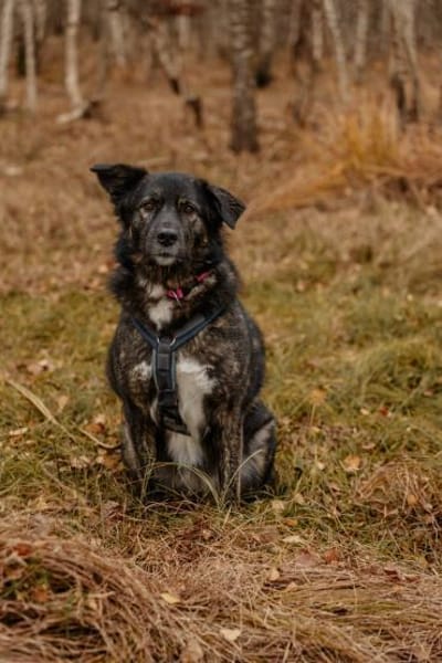 Ira - lieb und ruhig