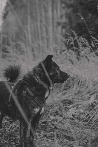 Ira - lieb und ruhig