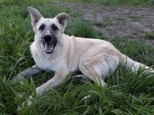 Danila - anhängliche Maus in BRB